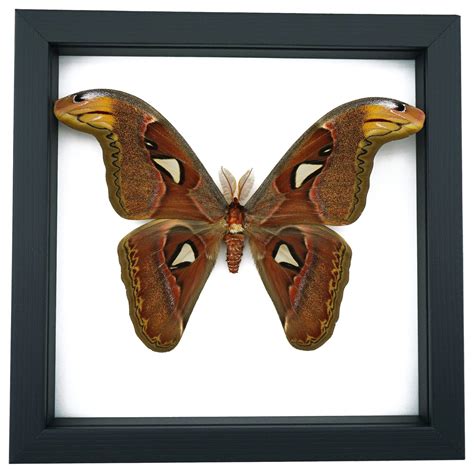 Attacus Atlas Male Moth 6"+ wingspan - Snake Head Real Framed