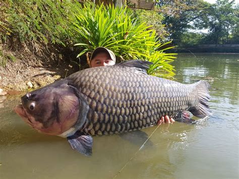 Giant Siamese carp (Catlocarpio Siamensis) - Dreamlake Fishing Thailand