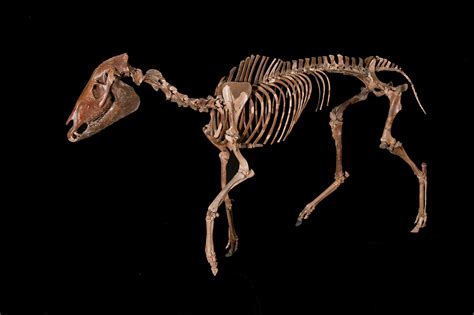 Ideas about fossil horses undergo evolution in thinking – Research News