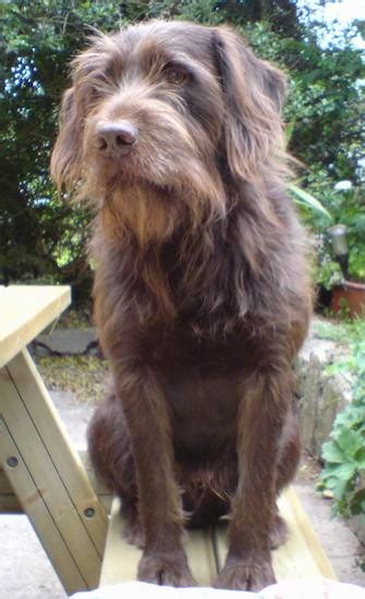 List of Wirehaired Pointing Griffon Mix Breed Dogs