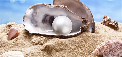 Pearls and the Environment: Uses of Pearl Farming Byproducts – Timeless Pearl