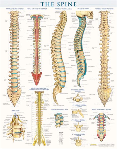 Spine Structure Poster - Clinical Charts and Supplies