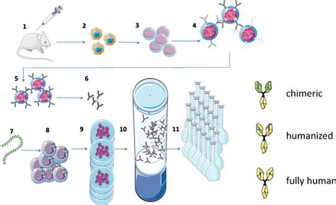 Manufacture of monoclonal antibodies. 1. Immunize mouse (or other... | Download Scientific Diagram