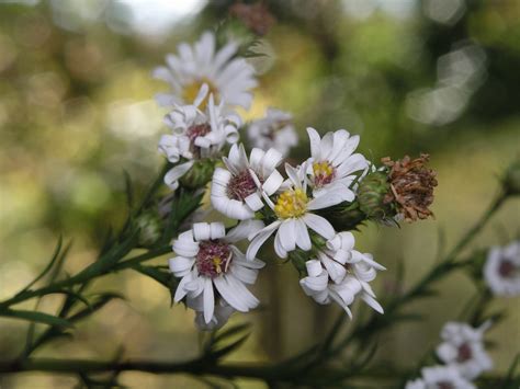 200510099726 Calico Aster (Symphyotrichum lateriflorum) - Isabella Co