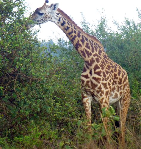 Safari in Kenya - Wildlife Adventures - Kenyan Moments