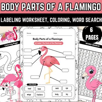 Flamingo Body Parts | Flamingo Anatomy | Educational Worksheet | Easy Learning