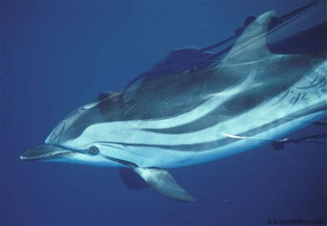 Dauphin bleu et blanc // Striped dolphin - Groupe de Recherche sur les Cétacés