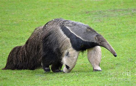 Anteater Ready To Eat Some Ants Photograph by Jim Fitzpatrick