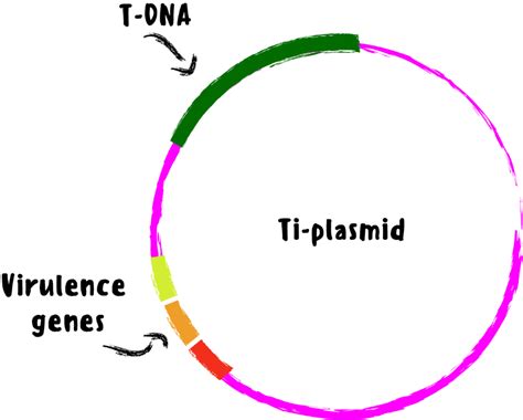 An Overview of Stable and Transient Transformation | GoldBio