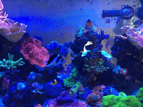 Build Thread - Reef Safe With Caution | Page 6 | REEF2REEF Saltwater ...