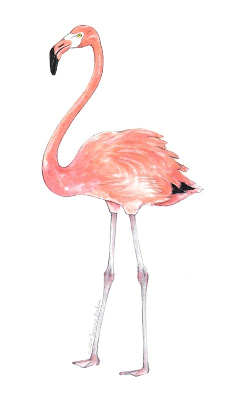 Flamingo - Drawing Skill