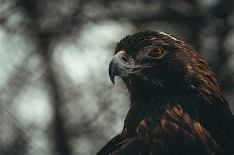 Golden Eagle Bird - Free photo on Pixabay