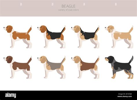 Beagle clipart. Different coat colors set. Vector illustration Stock ...