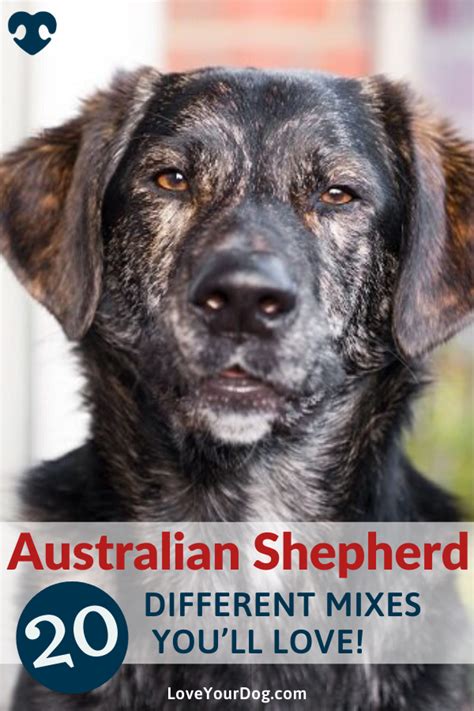 Australian shepherd mixes 20 different aussie mutts you ll love – Artofit