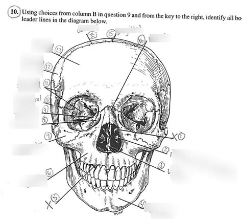 frontal Diagram | Quizlet