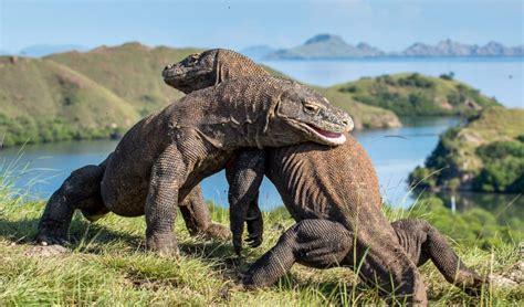 Komodo dragons not only inhabited ancient Australia, but also mated with our sand monitors ...