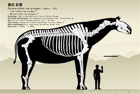 Paraceratherium grangeri skeletal reconstruction by KookaburraSurvivor on DeviantArt