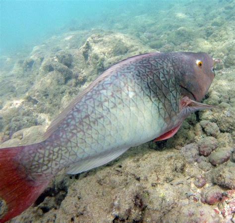 Hanauma Bay Guided Snorkel Tour - .Hanauma Bay Dive Tours Reservations