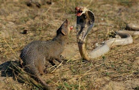 Cobra vs Mongoose: never underestimate the mongoose! : natureismetal