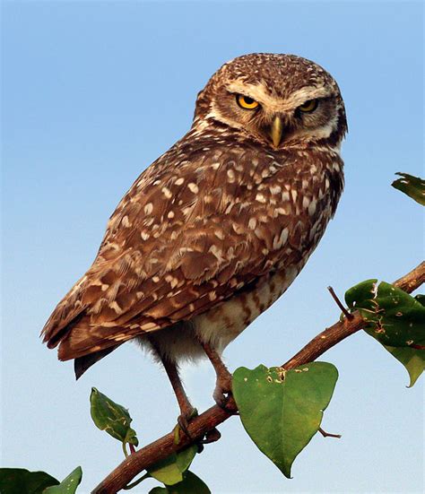 DJBM - Philatelic: ANIMALS - BIRDS - OWLS - BURROWING OWL (ATHENE ...