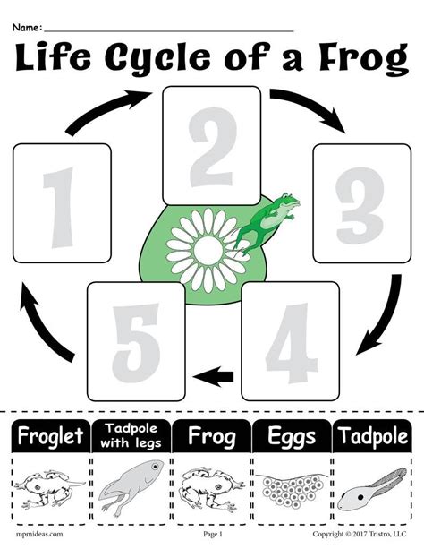 Life Cycle Of A Frog Worksheets