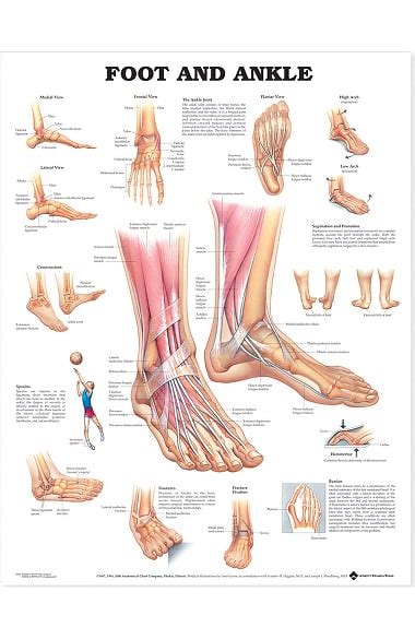 Anatomical Chart Company Foot and Ankle Anatomical Chart | allheart.com