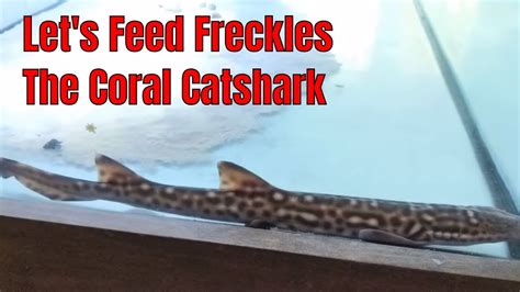 Freckles The Coral Catshark: Live Feeding - YouTube