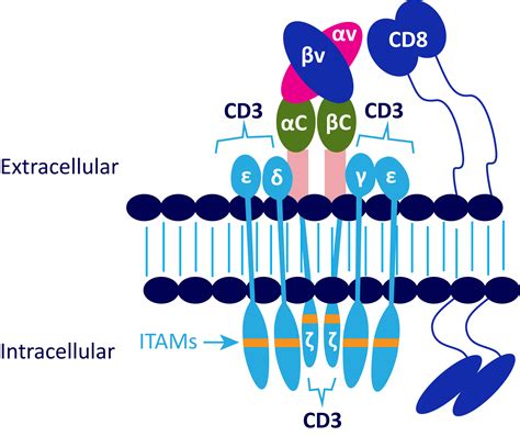 CD3 x CD20 BISPECIFICS