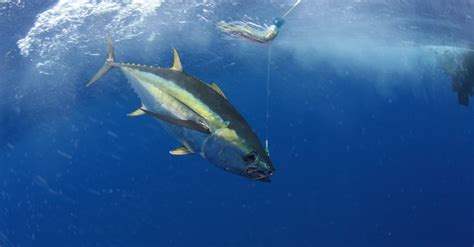 Yellowfin Tuna | Incredible Facts, Pictures | AZ Animals