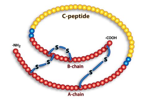 C-Peptide » Clinical Laboratory Science