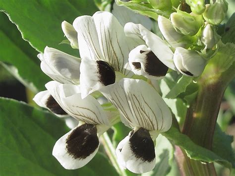 Do you eat your broad bean greens? - Our Permaculture Life