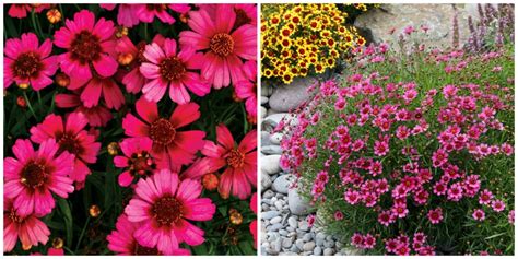 The Many Faces of Coreopsis: New Varieties to Love