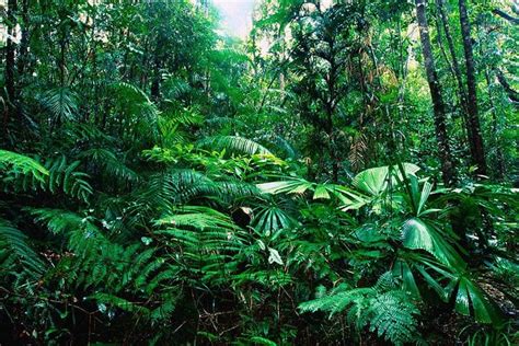 45+ Remarkable Facts of Tropical RainForest That You May Not Know About - Conserve Energy Future