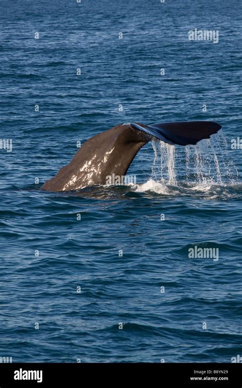 Sperm Whale Diving Stock Photo - Alamy