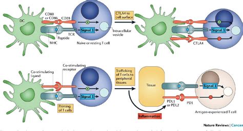 Figure 1 from Immunotherapy in lung cancer. - Semantic Scholar