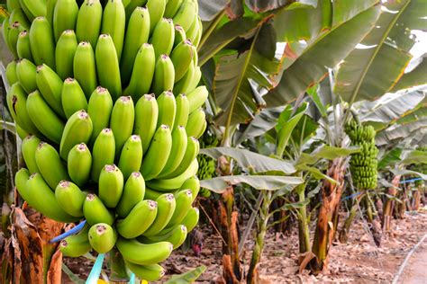 Cultivation And Benefits Of Different Cultivars Of Banana | Canarius Blog