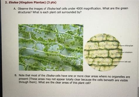 Solved 2. Elodea (Kingdom Plantae) (3 pts) A. Observe the | Chegg.com