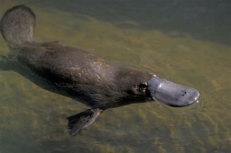 Platypus - Australian adaptations