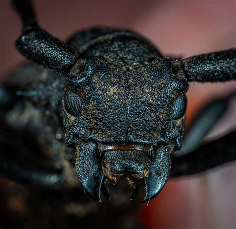 Gambar : serangga, invertebrata, merapatkan, fotografi makro, moncong, organisme, bonggol ...