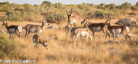 Wildlife photography, Lake photography, Antelope island