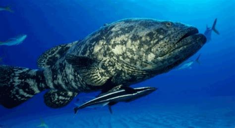 Atlantic Goliath Grouper Information and Picture | Sea Animals