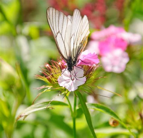 Butterfly Aporia Crataegi on the Dianthus Barbatus Stock Photo - Image of gvozdenovici, white ...