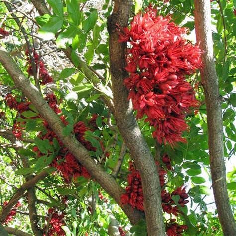 Australian Seed - SCHOTIA brachypetala | Unusual flowers, Seeds ...