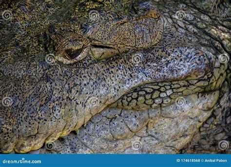 Close Up of a Caiman Ear, Crocodile Ears Stock Photo - Image of natural, environment: 174618568