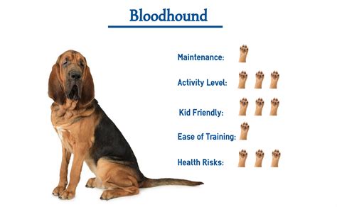 How Do You Train A Bloodhound Puppy