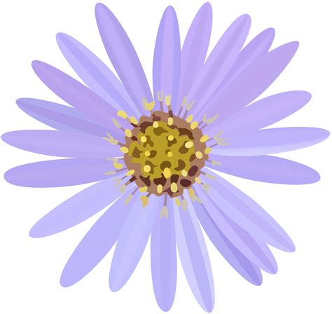 Aster PNG Images Transparent Free Download