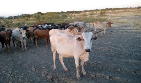 Ancient DNA Reveals Origins of Livestock Herding in Africa | The Cattle Site