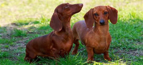 👉 Perro salchicha de pelo corto: todo lo que tienes que saber ️