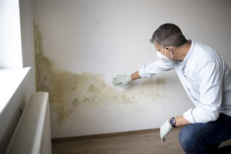 Mold in Your Walls? It Can Damage Your Health | Blogs by Steven Titus ...