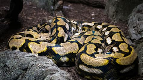 Reticulated Python - The Houston Zoo